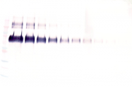 AP32851BT-S - Klotho