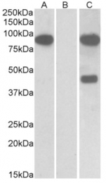 AP32925PU-N - Numb-like protein / NUMBL