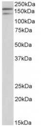 AP32931PU-N - Dual oxidase 1
