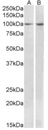 AP32937PU-N - BCAR1 / CRKAS