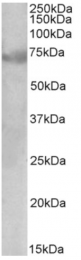 AP32949PU-N - DMTF1 / DMP1