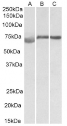 AP32950PU-N - DMTF1 / DMP1