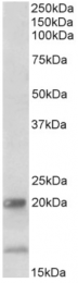 AP32954PU-N - Interleukin-17B / IL17B