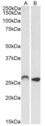 AP32958PU-N - HOXC6 / HOX3C