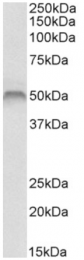 AP32962PU-N - Fascin