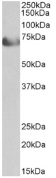 AP32964PU-N - TCF4