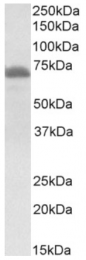 AP32966PU-N - Tyrosine-protein kinase ITK/TSK