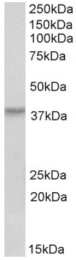AP32972PU-N - HOXA10 / HOX1H