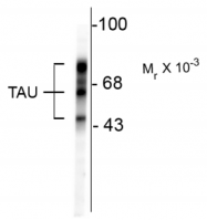 AP32982SU-N - MAPT / TAU