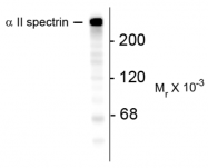 AP32983SU-N - Spectrin alpha chain (brain) / SPTAN1