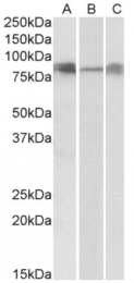 AP33114PU-N - Delta-like protein 4 / DLL4