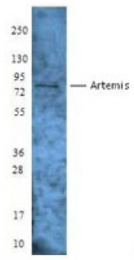 AP33127PU-S - Artemis