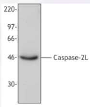 AP33133PU-N - Caspase-2