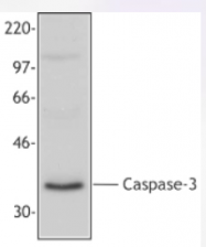 AP33134PU-N - Caspase-3