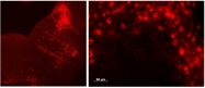 AP33143PU-N - Tryptophan 5-hydroxylase 2 (TPH2)