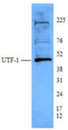 AP33173PU-S - UTF1