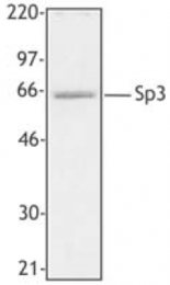 AP33176PU-S - SP3 / SPR-2