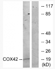 AP33210PU-N - COX IV isoform 2