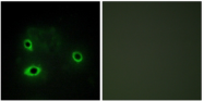 AP33210PU-N - COX IV isoform 2