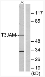AP33212PU-N - TRAF3IP3 / T3JAM