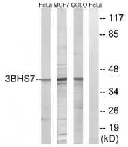 AP33214PU-N - 3-beta HSD7 / HSD3B7