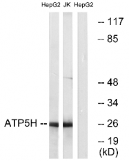 AP33219PU-N - ATP synthase subunit d