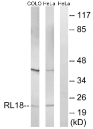 AP33222PU-N - RPL18