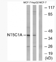AP33224PU-N - NT5C1A