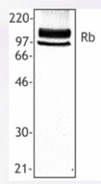 AP33257PU-N - Retinoblastoma-associated protein / RB1