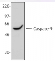 AP33260PU-N - Caspase-9