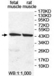AP33264PU-N - FBXW4 / SHFM3