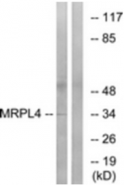 AP33269PU-N - MRPL4