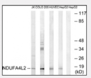 AP33270PU-N - NDUFA4L2