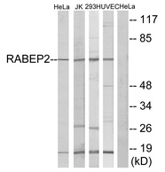 AP33274PU-N - RABEP2
