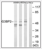 AP33277PU-N - G3BP2