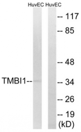 AP33285PU-N - TMBIM1 / RECS1