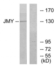 AP33289PU-N - JMY