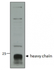 AP33298PU-N - Cathepsin C