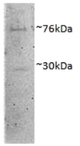 AP33301PU-N - Dishevelled-1 / DVL1