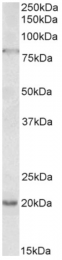 AP33303PU-N - OAS2