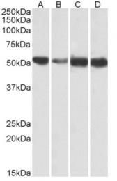 AP33309PU-N - ATP synthase subunit alpha