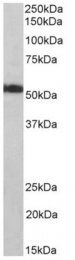 AP33309PU-N - ATP synthase subunit alpha