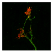 AP33337PU-N - Amyloid beta A4 protein / APP