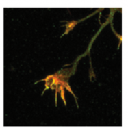 AP33338PU-N - Amyloid beta A4 protein / APP