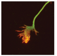 AP33339PU-N - Amyloid beta A4 protein / APP