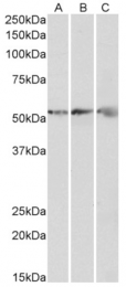 AP33345PU-N - ATP synthase subunit beta