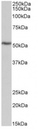 AP33345PU-N - ATP synthase subunit beta