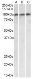 AP33409PU-N - VPS16