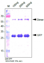 AP33450PU-N - GFP