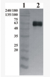 AP33455PU-N - GFRA1 / GDNFR-alpha